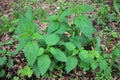 Stinging nettle Urtica dioica or stinger, growing in the forest.