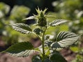 Stinging Nettle (Urtica dioica) in the garden