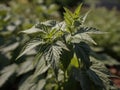 Stinging Nettle (Urtica dioica) in the garden