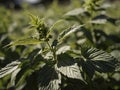 Stinging Nettle (Urtica dioica) in the garden