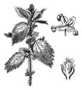 Stinging nettle or Urtica urens, with the staminate flowers and pistillate flowers, vintage engraving