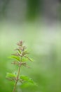 Stinging nettle Urtica dioica in the field Royalty Free Stock Photo