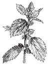 Stinging nettle or Nettle, vintage engraving