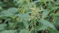 stinging nettle in wild nature