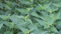 Stinging nettle in wild nature in the forest, brennnessel