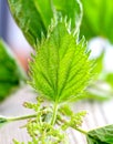 Stinging nettle on woodbackground