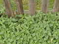 Stinging nettle at a wooden fence Royalty Free Stock Photo