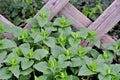 Stinging nettle Royalty Free Stock Photo