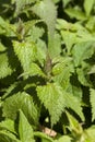 Stinging nettle Royalty Free Stock Photo