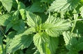 Stinging nettles