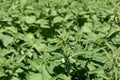 Stinging nettles in a field Royalty Free Stock Photo
