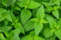 stinging nettles in a full frame Royalty Free Stock Photo
