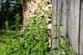 Stinging nettles next to a woodshed