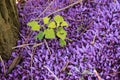 Stinging nettles and the protected purple toothwort in the park.