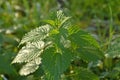 Stinging nettles in sunny lighting