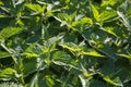 Stinging nettles texture Royalty Free Stock Photo