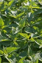 Stinging nettles texture Royalty Free Stock Photo
