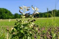 Stinging nettles treated with Glyphosate Royalty Free Stock Photo