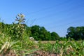 Stinging nettles treated with Glyphosate