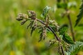 Stinging nettles Urtica dioica in the garden. Green leaves with serrated edges Royalty Free Stock Photo