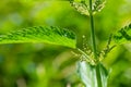 Stinging nettles Urtica dioica in the garden. Green leaves with serrated edges Royalty Free Stock Photo