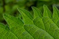 Stinging nettles Urtica dioica in the garden. Green leaves with serrated edges Royalty Free Stock Photo