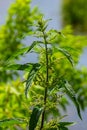 Stinging nettles Urtica dioica in the garden. Green leaves with serrated edges Royalty Free Stock Photo