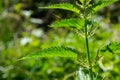 Stinging nettles Urtica dioica in the garden. Green leaves with serrated edges Royalty Free Stock Photo