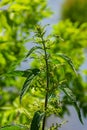 Stinging nettles Urtica dioica in the garden. Green leaves with serrated edges Royalty Free Stock Photo