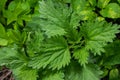 Stinging nettles Urtica dioica in the garden. Green leaves with serrated edges Royalty Free Stock Photo