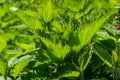 Stinging nettles Urtica dioica in the garden. Green leaves with serrated edges Royalty Free Stock Photo