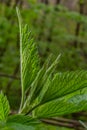 Stinging nettles Urtica dioica in the garden. Green leaves with serrated edges Royalty Free Stock Photo