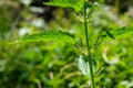 Stinging nettles Urtica dioica in the garden. Green leaves with serrated edges Royalty Free Stock Photo