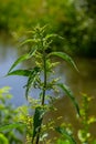 Stinging nettles Urtica dioica in the garden. Green leaves with serrated edges Royalty Free Stock Photo