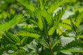 Stinging nettles Urtica dioica in the garden. Green leaves with serrated edges Royalty Free Stock Photo