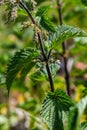 Stinging nettles Urtica dioica in the garden. Green leaves with serrated edges Royalty Free Stock Photo