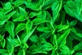 Stinging nettles or urtica medical herb close up, colorful and vivid plant, natural background