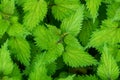 Stinging nettles, Urtica, photographed from above, selective focus Royalty Free Stock Photo