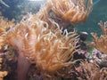 Stinging seaweed of the warm tropical seas