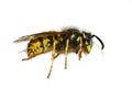 Stinging wasp dead on white background
