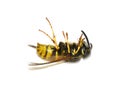 Stinging wasp dead on white background