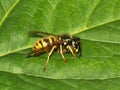 Stinging wasp sitting on green leaf outdoor
