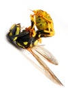 Stinging Yellow Jacket Wasp Royalty Free Stock Photo