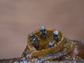 stingless bee colony on the nest Royalty Free Stock Photo