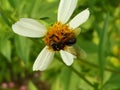 Stingless Bee,Kelulut Bee