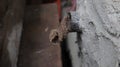 A stingless bee nest entrance situated on of a PVC tube Royalty Free Stock Photo