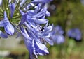 Stingless bee pollinating agapanthus flowers on garden in Teresopolis Royalty Free Stock Photo