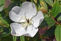 Stingless bee on Silverleafed Princess flower, Tibouchina mutabilis, on garden Royalty Free Stock Photo