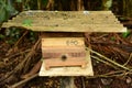 Stingless bees, arapua or Trigona spinipes in apiary in Manaus, Brasil Royalty Free Stock Photo