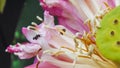 Stingless bees on a lotus flower in macro shot Royalty Free Stock Photo